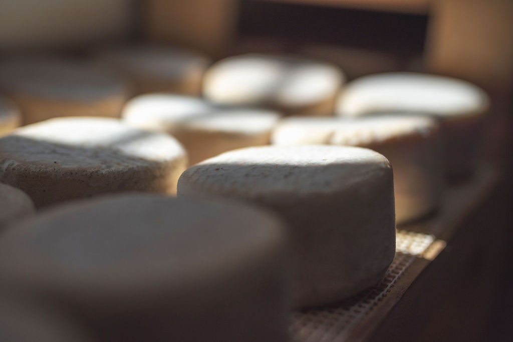 Formatge de cabra 
